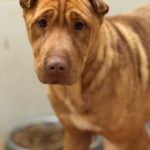 Shar Pei Mischling Ruano, 11/2022, ca. 45- 50 cm
