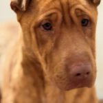 Shar Pei Mischling Ruano, 11/2022, ca. 45- 50 cm