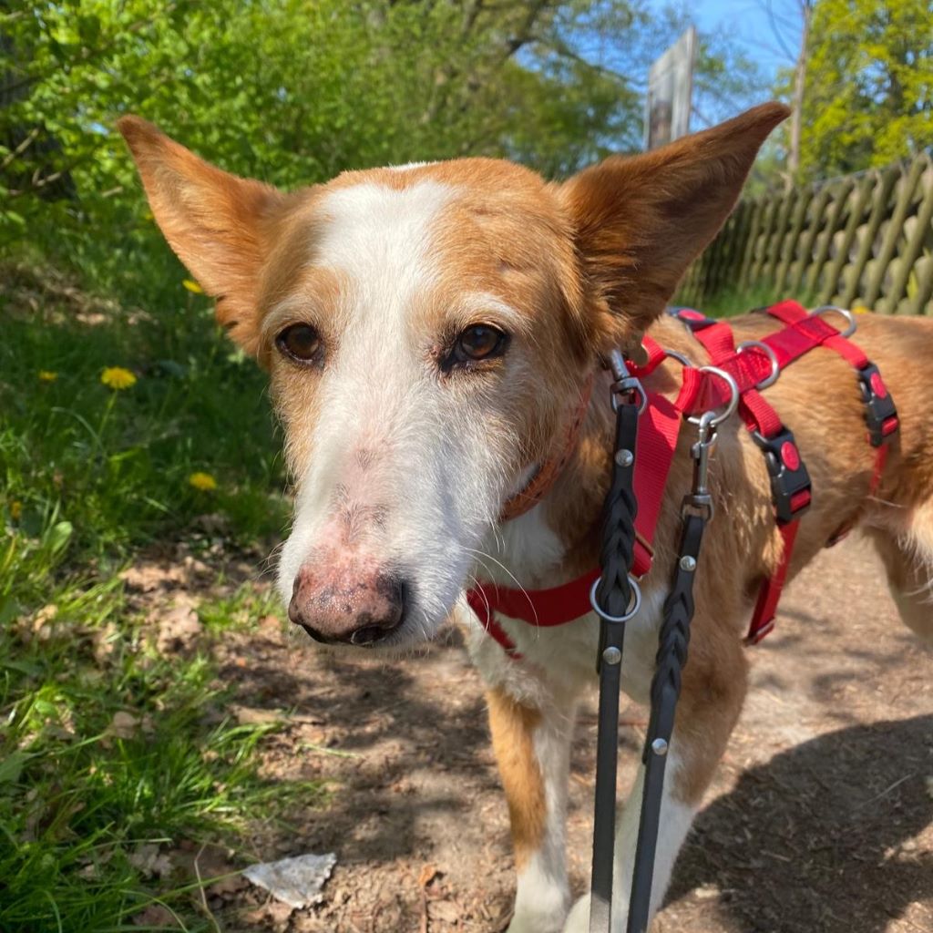 Podenco Rubia,08/2015, ca. 45 cm, 22359 Hamburg