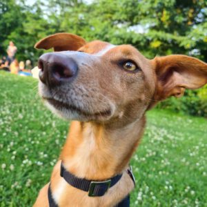 Podenco Rumbo, 08/2021, ca. 45 cm, 21337 Lüneburg