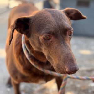 Podenco Sabrina, 01/2020, ca. 40- 45 cm