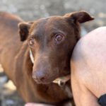 Podenco Sabrina, 01/2020, ca. 40- 45 cm