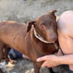 Podenco Sabrina, 01/2020, ca. 40- 45 cm