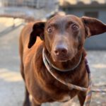 Podenco Sabrina, 01/2020, ca. 40- 45 cm