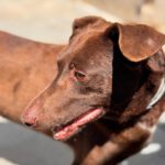 Podenco Sabrina, 01/2020, ca. 40- 45 cm