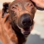 Podenco Sabrina, 01/2020, ca. 40- 45 cm