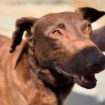 Podenco Sabrina, 01/2020, ca. 40- 45 cm