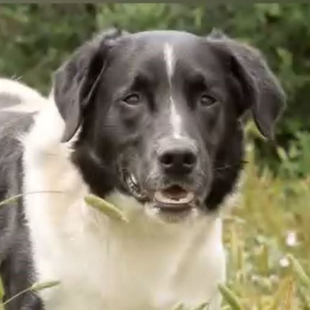 Mischling Salva, 10/2019, ca. 55 cm