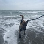 Malinois Mischling Sam, 12/2023, ca. 60- 65 cm