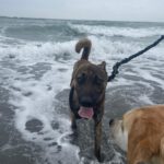 Malinois Mischling Sam, 12/2023, ca. 60- 65 cm