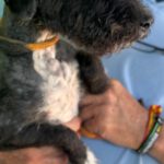 Mischling Sammy, 01/2023, ca. 35 cm