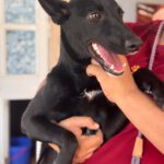 Podenco Saskia, 11/2024, Endgröße ca. 40 cm