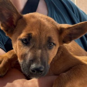 Podenco Malinois Mischling Sebastian, 02/2025, Endgröße ca. 50- 55 cm