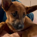 Podenco Malinois Mischling Sebastian, 02/2025, Endgröße ca. 50- 55 cm