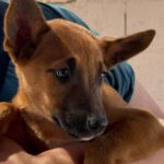 Podenco Malinois Mischling Sebastian, 02/2025, Endgröße ca. 50- 55 cm
