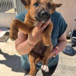 Podenco Malinois Mischling Sebastian, 02/2025, Endgröße ca. 50- 55 cm