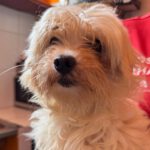 Bichon Shakira, 06/2021, ca. 30 cm