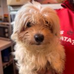 Bichon Shakira, 06/2021, ca. 30 cm