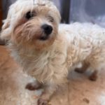 Bichon Shakira, 06/2021, ca. 30 cm