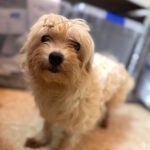 Bichon Shakira, 06/2021, ca. 30 cm