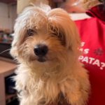 Bichon Shakira, 06/2021, ca. 30 cm