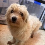 Bichon Shakira, 06/2021, ca. 30 cm