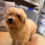 Bichon Shakira, 06/2021, ca. 30 cm