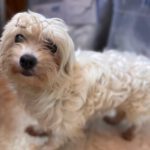 Bichon Shakira, 06/2021, ca. 30 cm