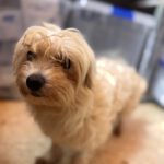 Bichon Shakira, 06/2021, ca. 30 cm
