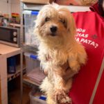 Bichon Shakira, 06/2021, ca. 30 cm