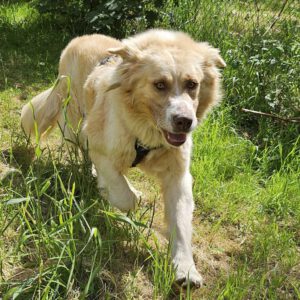 Mischling Simba , 04/2020, ca. 70 cm, 73614 Schorndorf