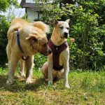 Mischling Simba , 04/2020, ca. 70 cm, 73614 Schorndorf