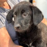 Labrador Sooty, 01/2025, Endgröße ca. 50- 55 cm