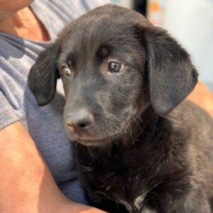 Labrador Sooty, 01/2025, Endgröße ca. 50- 55 cm