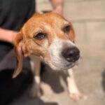 Beagle Tala, 01/2019, ca. 35 cm