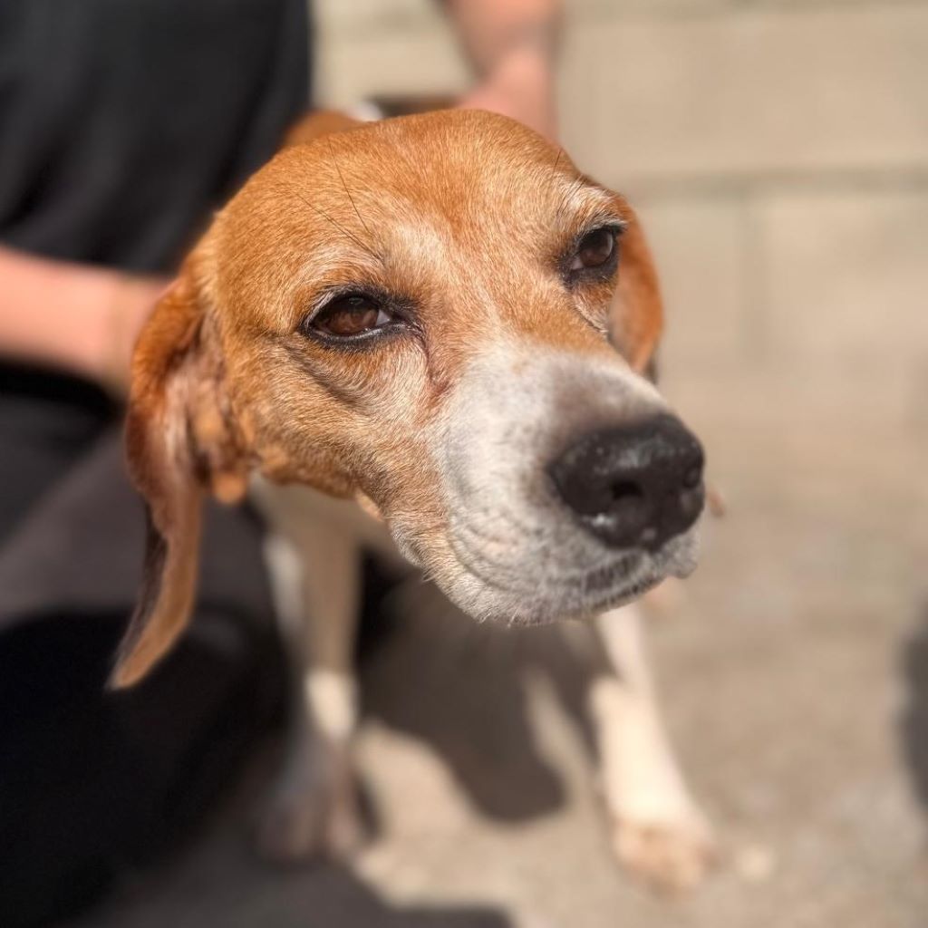Beagle Tala, 01/2019, ca. 35 cm