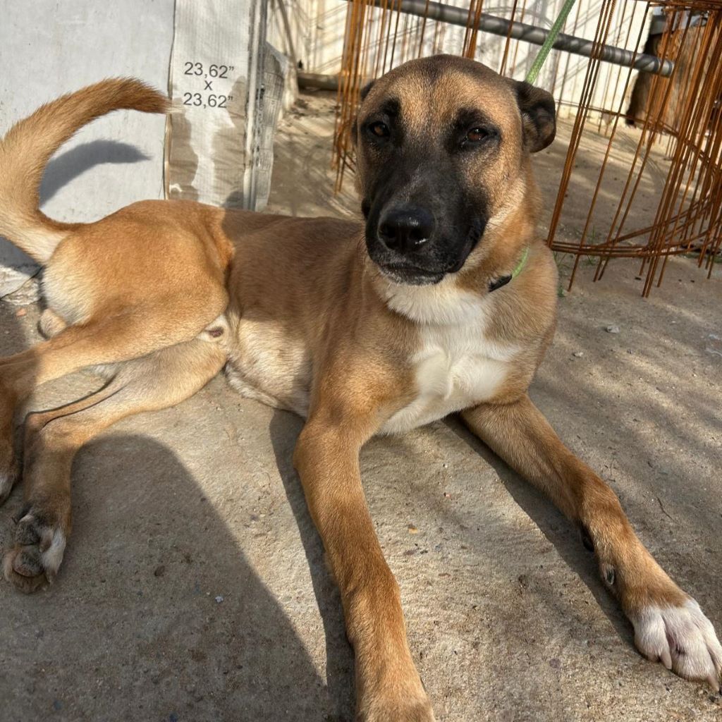 Malinois Mischling Tarzan, 12/2022, ca. 60 cm