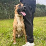 Malinois Mischling Tarzan, 12/2022, ca. 60 cm