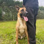 Malinois Mischling Tarzan, 12/2022, ca. 60 cm