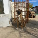 Malinois Mischling Tarzan, 12/2022, ca. 60 cm