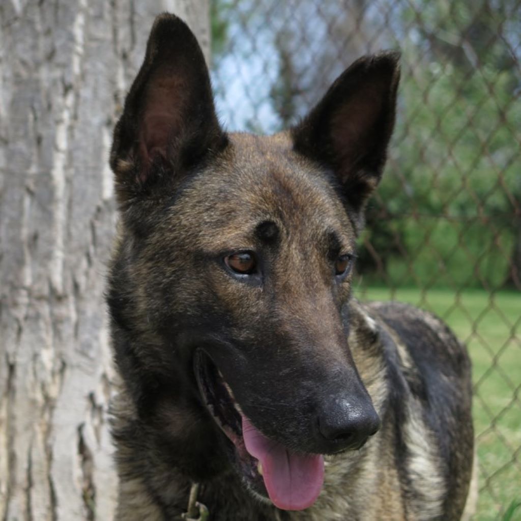 Malinois Mischling Teti, 03/2022, ca.65 cm