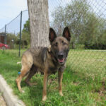 Malinois Mischling Teti, 03/2022, ca.65 cm