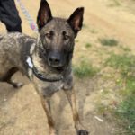 Malinois Mischling Teti, 03/2022, ca.65 cm