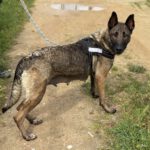 Malinois Mischling Teti, 03/2022, ca.65 cm