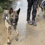 Malinois Mischling Teti, 03/2022, ca.65 cm