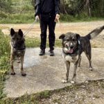 Malinois Mischling Teti, 03/2022, ca.65 cm