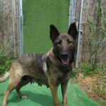 Malinois Mischling Teti, 03/2022, ca.65 cm