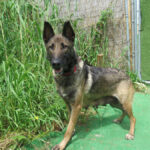 Malinois Mischling Teti, 03/2022, ca.65 cm