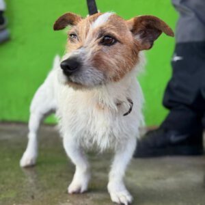 Jack Russel Terrier Toby, 10/2016, ca. 30 cm