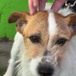 Jack Russel Terrier Toby, 10/2016, ca. 30 cm